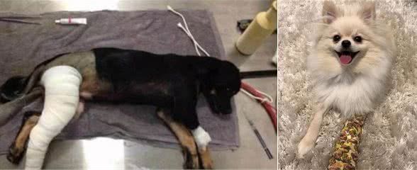 狗狗骨折郁闷中,铲屎官的眼神却被绷带吸引了……