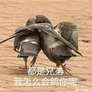 宠物乐园组队玩法：宠物梦境_梦幻西游手游 | 大神