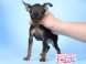 小鹿犬