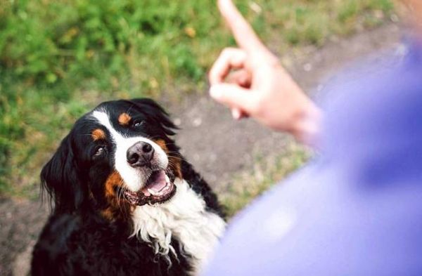 身价70亿训狗师的训犬宝典（精华版）