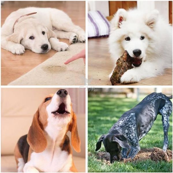 身价70亿训狗师的训犬宝典（精华版）