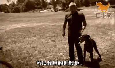身价70亿训狗师的训犬宝典（精华版）