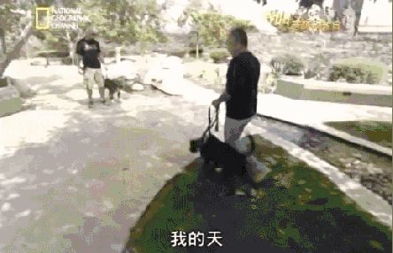 身价70亿训狗师的训犬宝典（精华版）