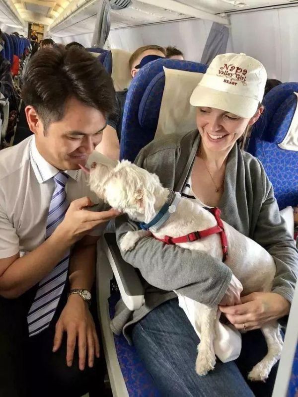 狗狗能坐飞机了？只要你能证明TA是“情感抚慰犬”……