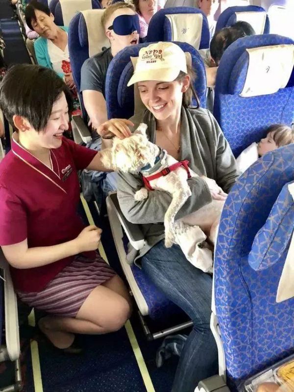 狗狗能坐飞机了？只要你能证明TA是“情感抚慰犬”……