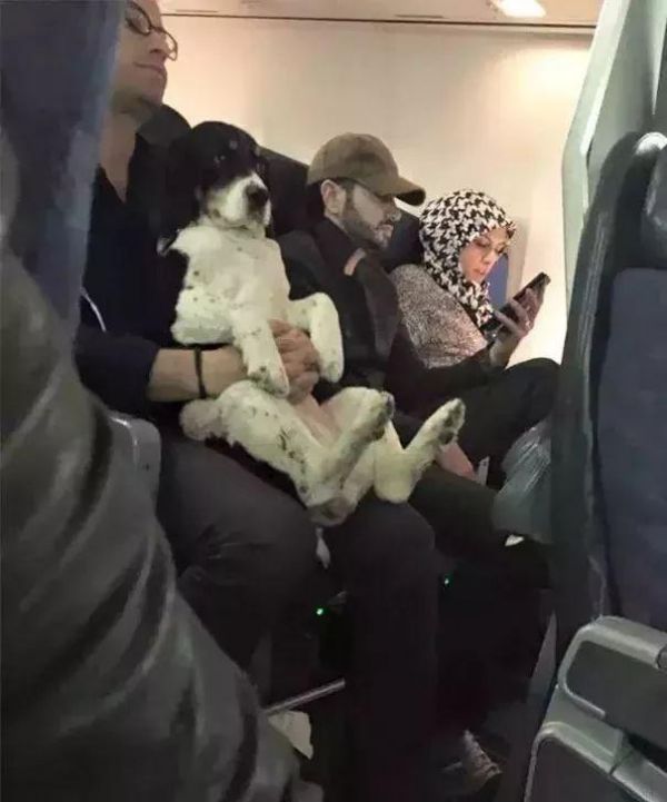 狗狗能坐飞机了？只要你能证明TA是“情感抚慰犬”……