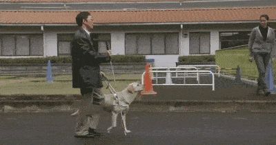 狗狗能坐飞机了？只要你能证明TA是“情感抚慰犬”……