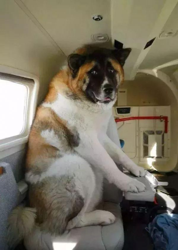 狗狗能坐飞机了？只要你能证明TA是“情感抚慰犬”……