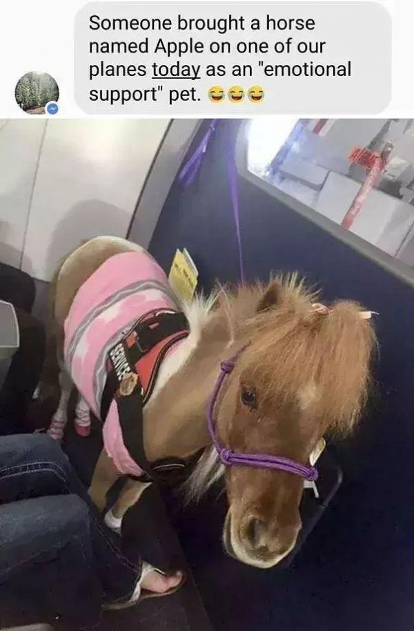 狗狗能坐飞机了？只要你能证明TA是“情感抚慰犬”……