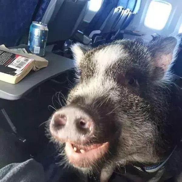 狗狗能坐飞机了？只要你能证明TA是“情感抚慰犬”……