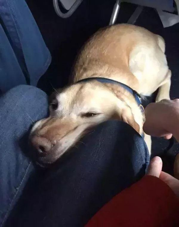 狗狗能坐飞机了？只要你能证明TA是“情感抚慰犬”……