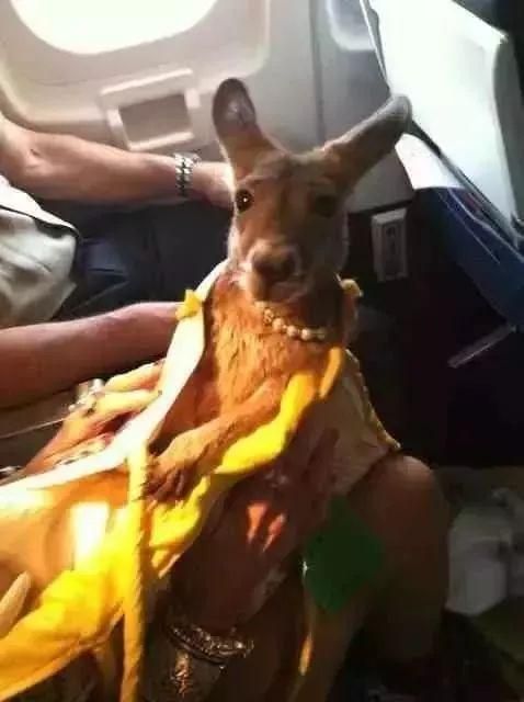 狗狗能坐飞机了？只要你能证明TA是“情感抚慰犬”……