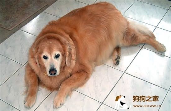 狗狗糖尿病