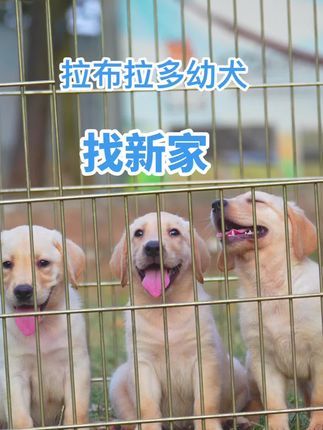 南充智多星宠物庄园宠物培训学校:拉布拉多幼犬,找长期饭票!已驱虫,免疫齐全!聪明活泼!#拉布拉多 #拉布拉多日记 #狗找新家了 #拉布拉多幼犬 #拉布拉多出售
