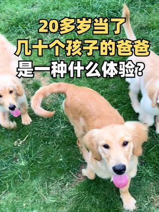 南充智多星宠物庄园宠物培训学校:20多岁当了几十个孩子的爸爸,是一种什么体验? #宠物寄养 #寄养狗 #不养狗不知道养狗的乐趣 #狗狗寄养 #南充