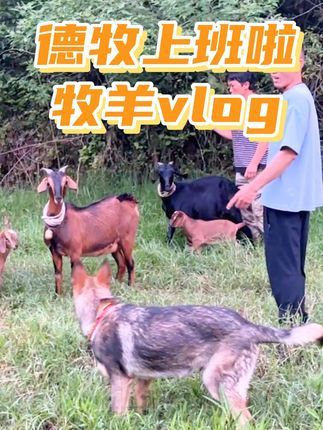 南充智多星宠物庄园宠物培训学校:德牧上班啦,大家觉得它牧羊表现怎么样? #宠物寄养 #牧羊犬 #不养狗不知道养狗的乐趣 #德国牧羊犬 #萌宠出道计划