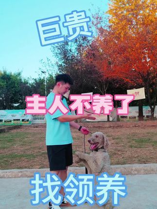 南充智多星宠物庄园宠物培训学校:这只巨贵犬,主人不养了,找人领养!谁愿意养它?#宠物领养 #狗狗领养 #狗狗#巨贵