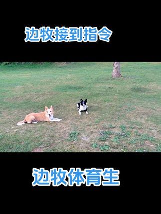 南充智多星宠物庄园宠物培训学校:边牧接到指令后,秒变体育生!#狗狗 #狗狗托管班 #狗狗的休闲时光 #日常遛狗 #寄养