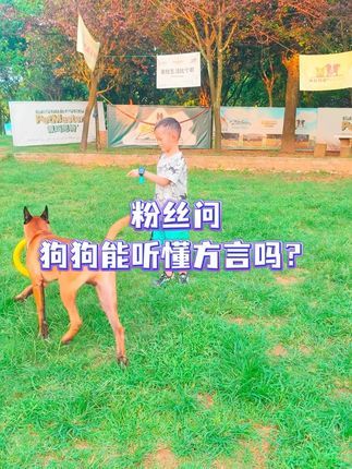 南充智多星宠物庄园宠物培训学校:狗狗能听懂方言训练吗? 帮大家实测了一下#狗狗 #小狗日记 #一本正经飚方言 #训练狗狗 #狗狗定点上厕所