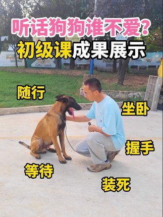 南充智多星宠物庄园宠物培训学校:听话的狗狗谁不爱!给它一次上学的机会,专业宠物训练 #狗狗 #小狗日记 #狗是人类最忠诚的朋友 #训练狗狗 #狗狗定点上厕所