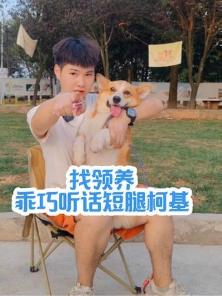 南充智多星宠物庄园宠物培训学校:乖巧听话的短腿柯基找领养 这只乖巧的柯基 生活习惯良好 希望找个有责任心的人领养它,能对它好,接受回访#柯基 #南充宠物领养 #南充宠物 #南充宠物寄养 #愿每个小狗都能遇见好的主人