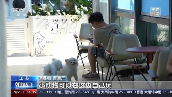 商业空间转型、智能设备火爆......“宠物相关”解锁商业新密码