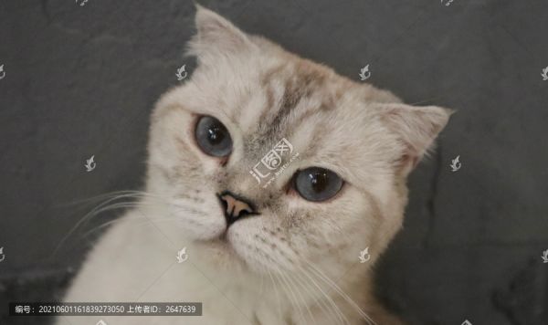 宠物猫摄影