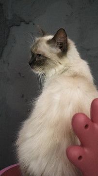 宠物猫摄影