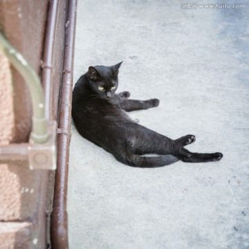 流浪猫