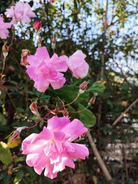 月季花