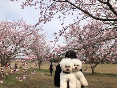由妈妈抱和被爸爸抱 比熊犬的表情竟不同