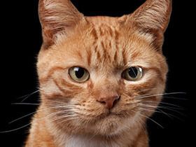 Rob Bahou:记录精彩而温暖的猫狗小表情