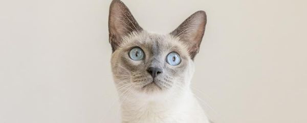 暹罗猫能遛么 要考虑很多因素哦!