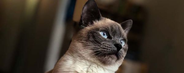 暹罗猫多大开始发情 发情的时候要多注意猫猫哦!