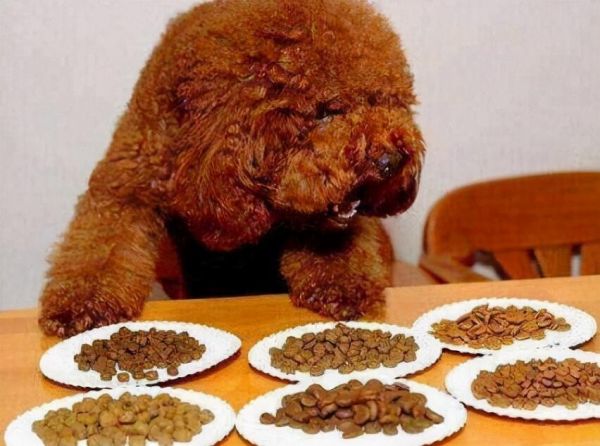 狗粮中的“粗纤维”是什么?有什么作用