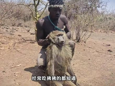 百斤狒狒王摔成重伤,哈扎比部落给它掏心掏肺的救援,最终无奈只能按部落仪式操办#纪录片 #非洲生活 #原始部落 #哈扎部落 #dou来安利纪录片