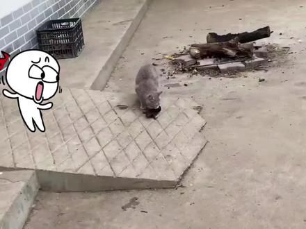 男子看到流浪猫来“报恩”,开始是拒绝的,但后面又欣然接受#猫咪的迷惑行为 #流浪猫 #流浪猫救助 #收养流浪猫 #猫咪