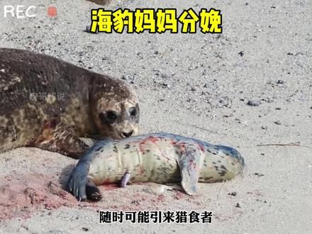 海豹妈妈突然就生下了小海豹#弱肉强食的动物世界 #野生动物零距离 #海豹