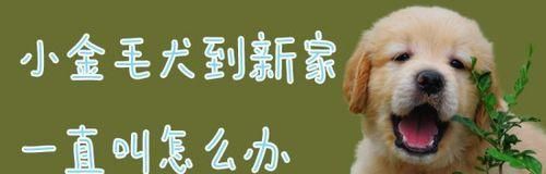 幼犬夜间吠叫制止指南（以宠物为主，让你和狗狗都睡个好觉）
