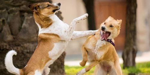 幼犬夜间吠叫制止指南（以宠物为主，让你和狗狗都睡个好觉）