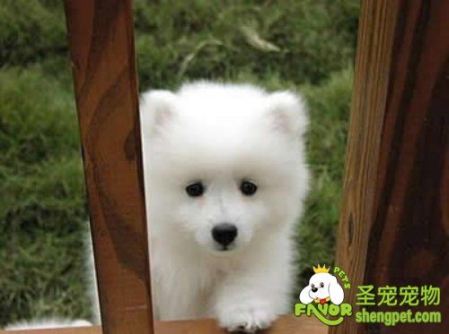 如何制止幼犬在夜里吠叫