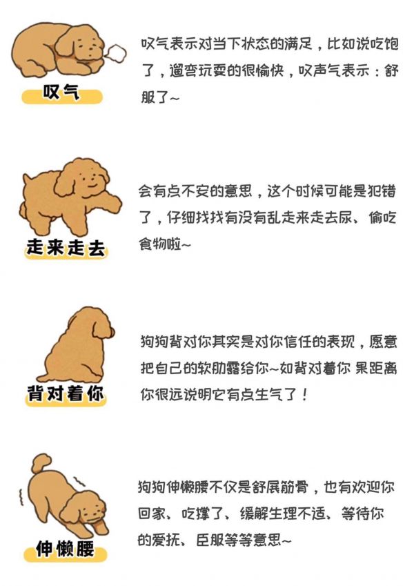 狗狗行为超详秒懂狗狗的小心思。幼犬在小时候也会通过肢体来表达自己的情绪哦～ 铲屎官要留心观察～ #新手养狗 #狗狗日常 #狗狗的迷惑行为@DOU+小助手 @抖音小助手