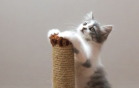 猫的社会化黄金时期 什么叫社会化？