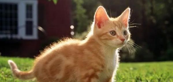 如何为你的宠物猫提供适量的肉食（掌握肉食喂养技巧）