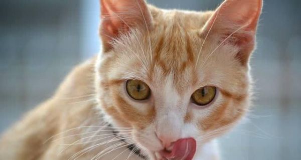 如何为你的宠物猫提供适量的肉食（掌握肉食喂养技巧）