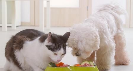 如何为你的宠物猫提供适量的肉食（掌握肉食喂养技巧）