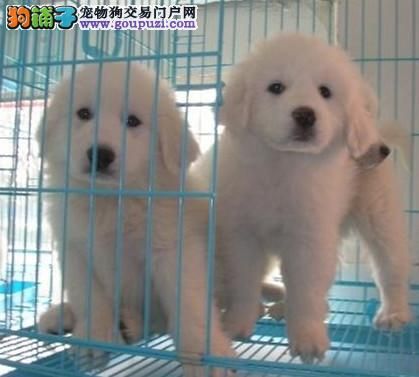 南京哪里有卖大白熊，南京大白熊的价格，大白熊的图片 
