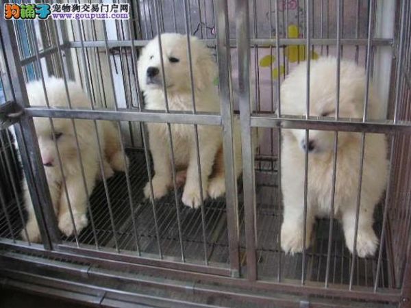 纯种大白熊质量+信誉+保证=值得信赖（支持支付宝）1