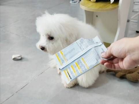 也需要情感支持吧,宠物情感 狗狗心情 情感