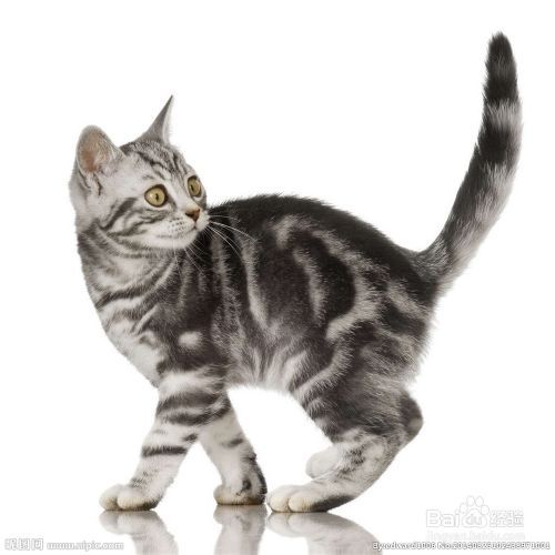 如何识别猫的情绪